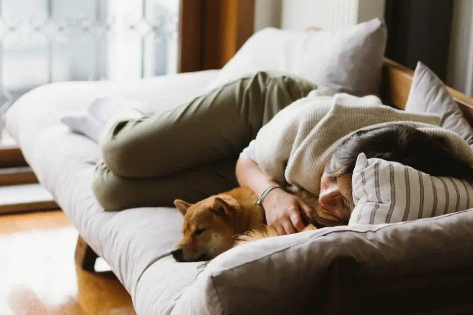 A dog resting on a bed in a quiet room while an owner sits nearby