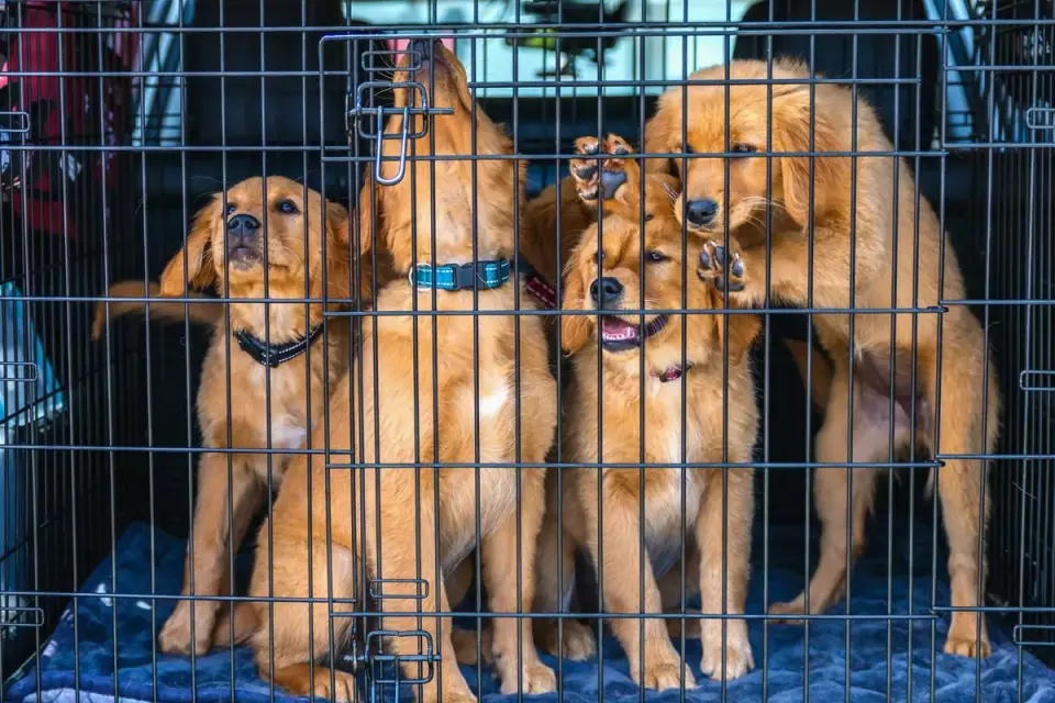 A dog secured in a crate in the center of a car&#x27;s back seat
