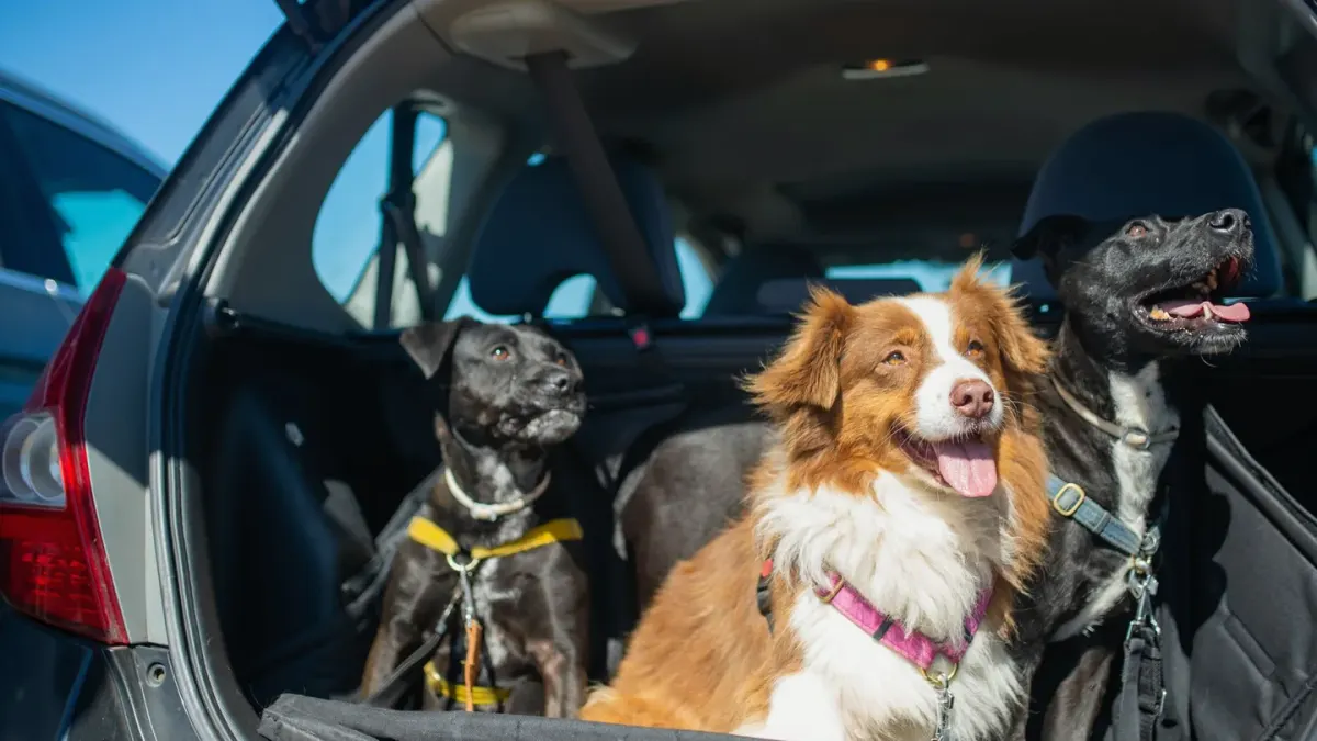 A dog secured in the back seat of a car with a harness clipped to a seatbelt