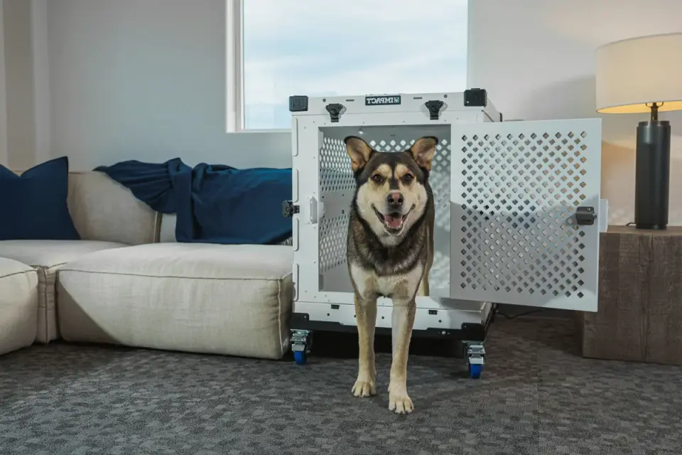 A dog sits calmly inside a hard-sided travel crate with a health certificate attached