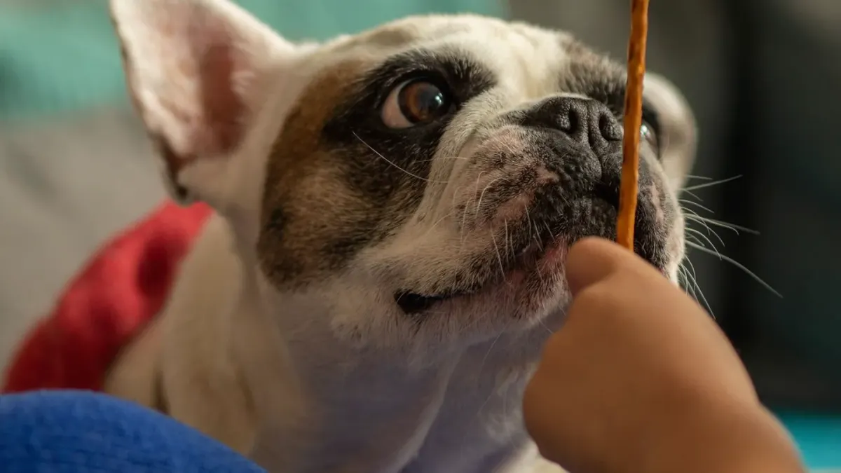 A dog sitting and waiting while an owner holds a treat just out of reach