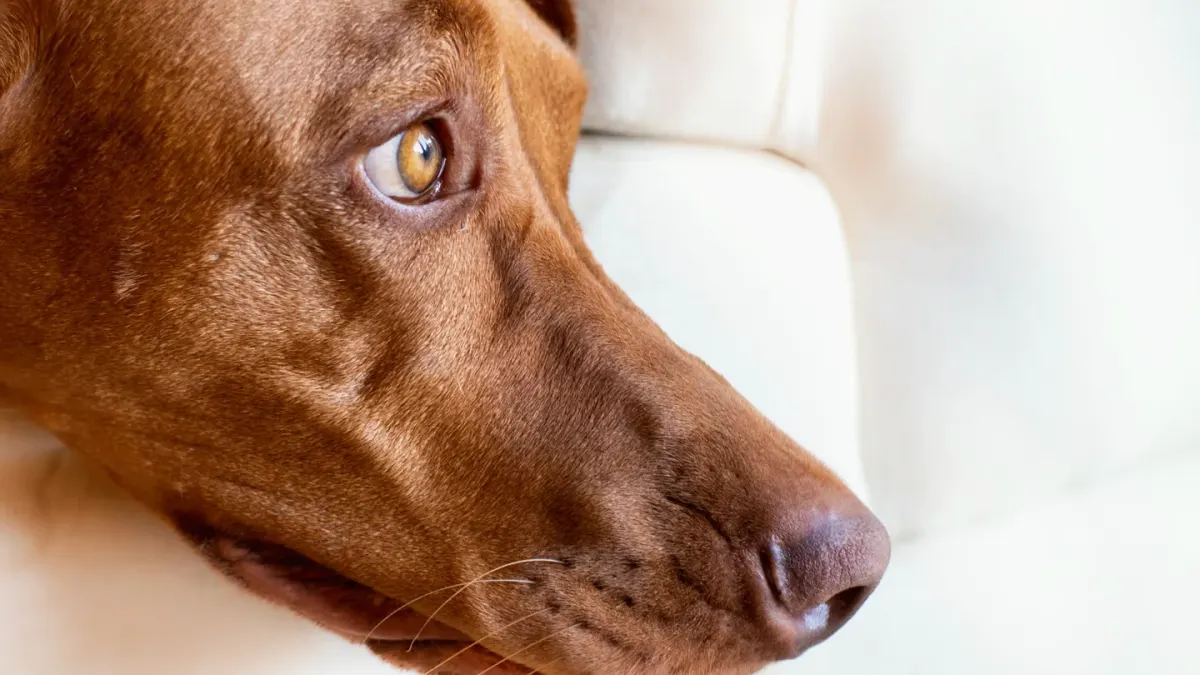 A dog sitting attentively and looking up at its owner in a living room