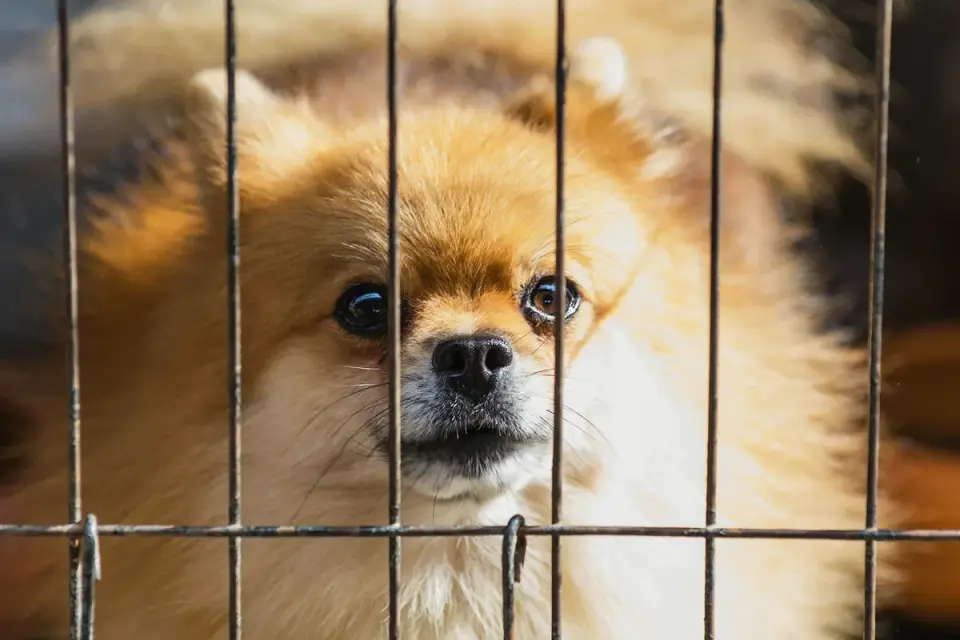 A dog sitting calmly behind an indoor baby gate