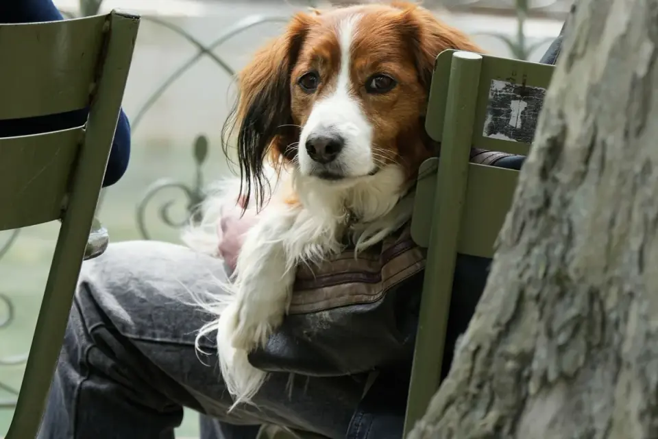 A dog sitting calmly in a car back seat while an owner packs travel supplies