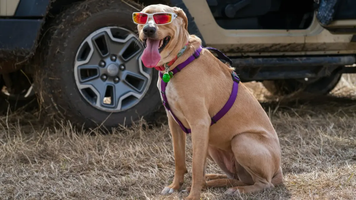 A dog sitting calmly in the back seat of a car, secured by a harness attached to the seatbelt