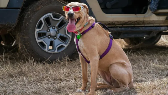 A dog sitting calmly in the back seat of a car, secured by a harness attached to the seatbelt