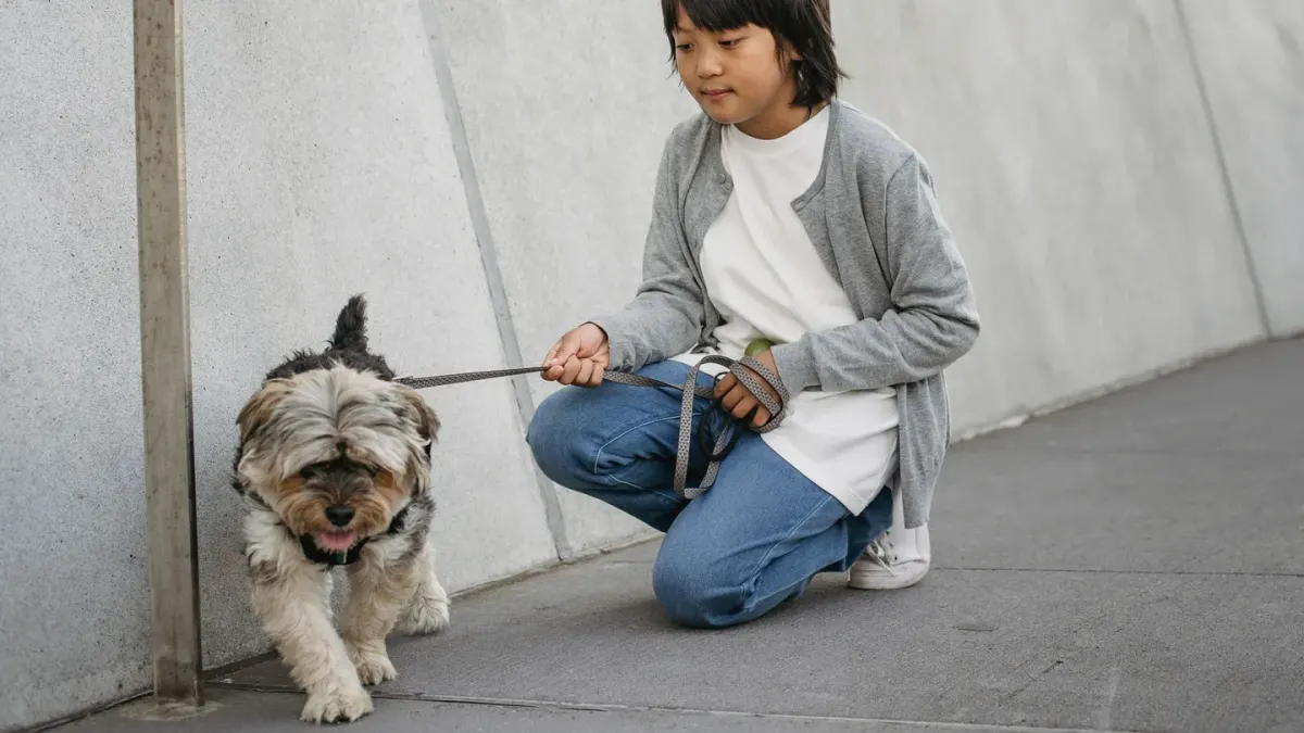 A dog sitting calmly on a loose leash while looking up at its owner on a residential sidewalk