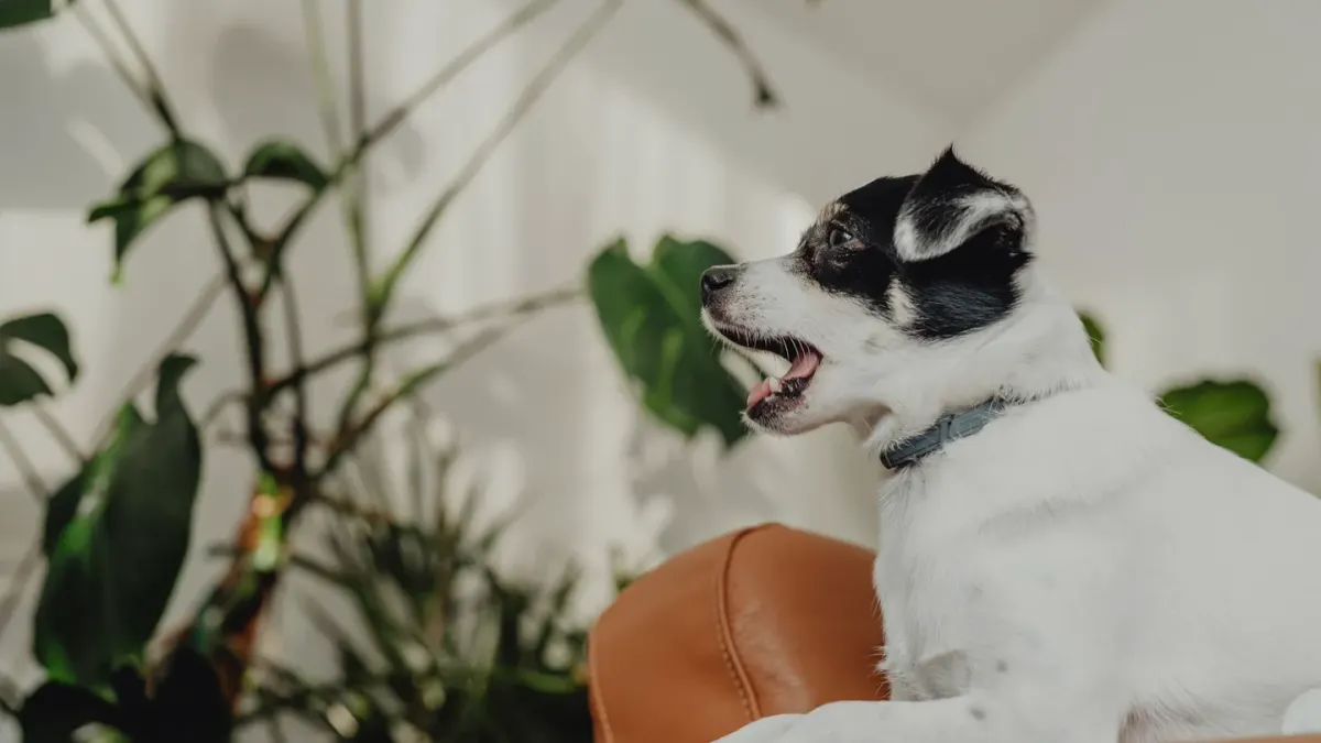 A dog sitting near its owner's feet with an alert, attentive expression