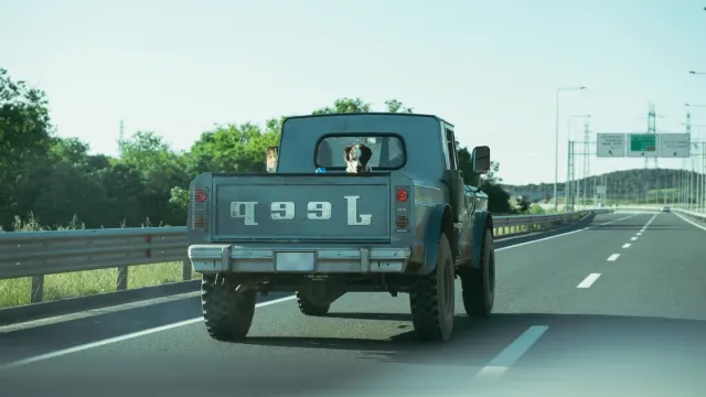 A dog sitting stiffly on the back seat of a moving car, ears pinned back