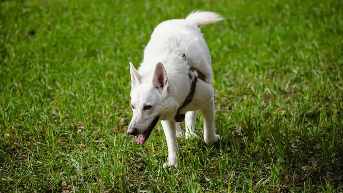 A dog sniffing along a fence line in a backyard during a walk