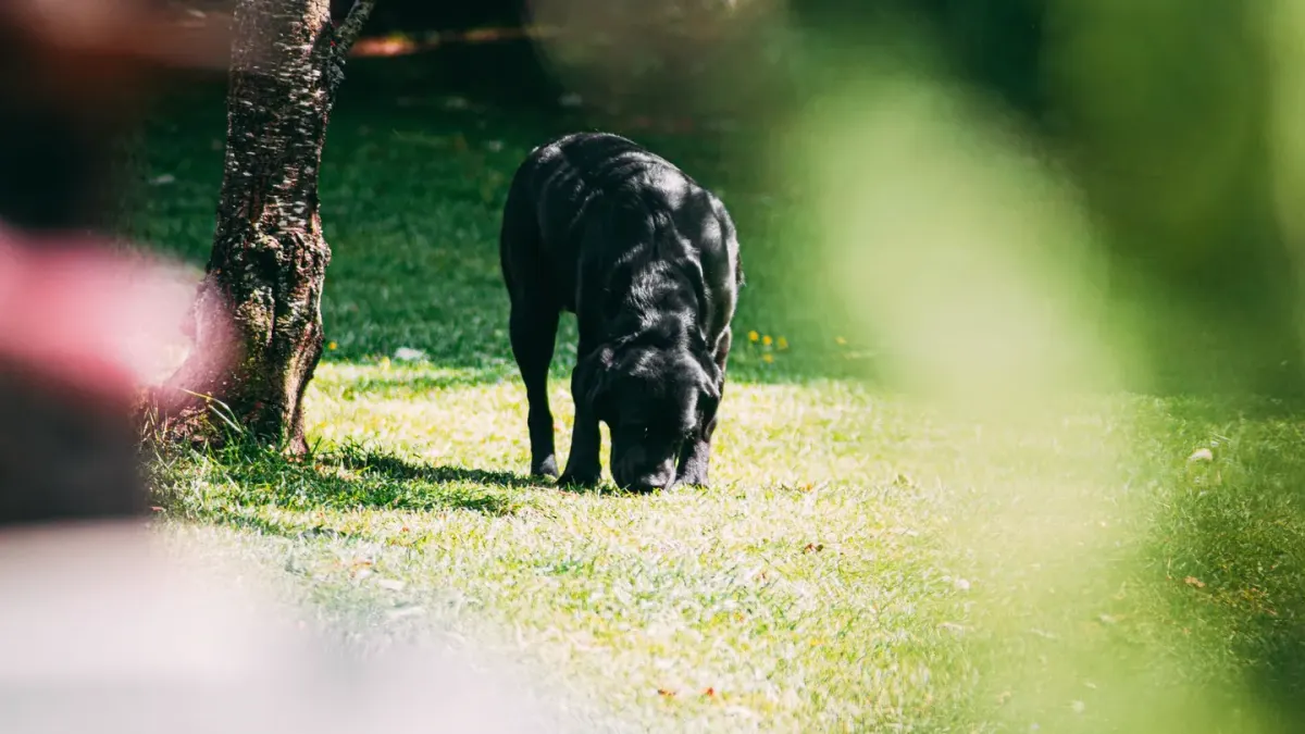 A dog sniffing at small mushrooms growing in a patch of backyard grass