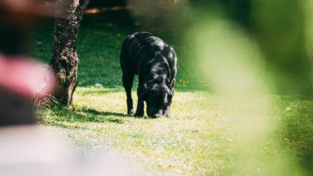 A dog sniffing at small mushrooms growing in a patch of backyard grass