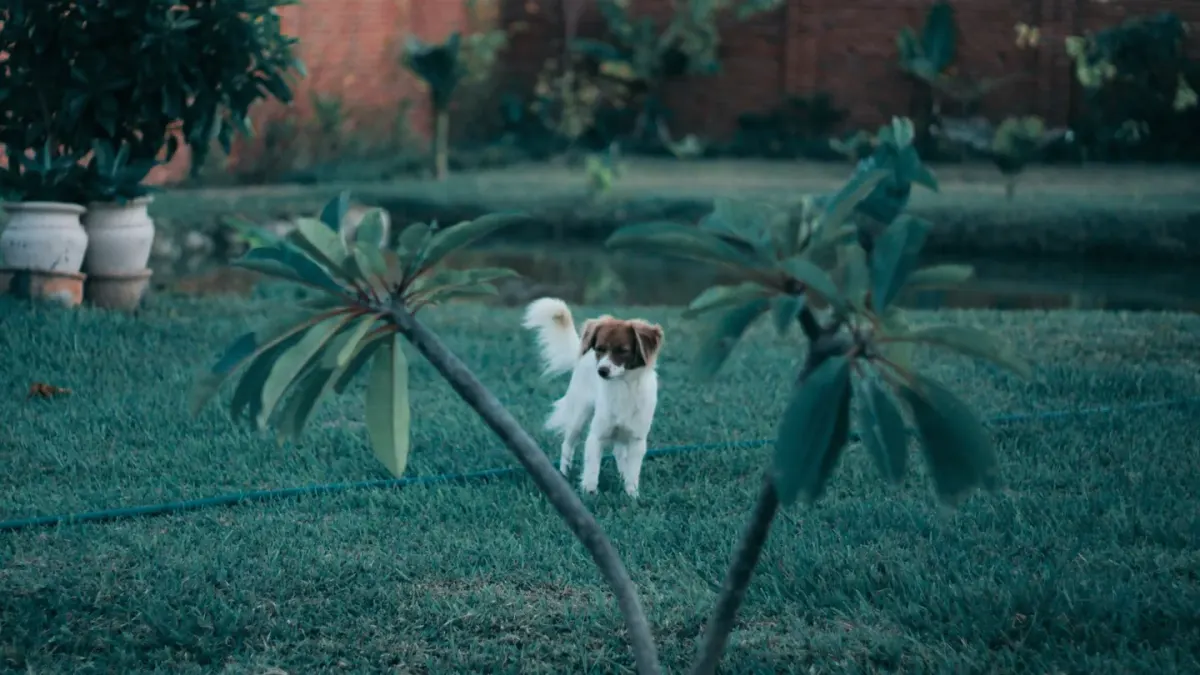 A dog sniffing at a tomato plant growing in a backyard garden bed