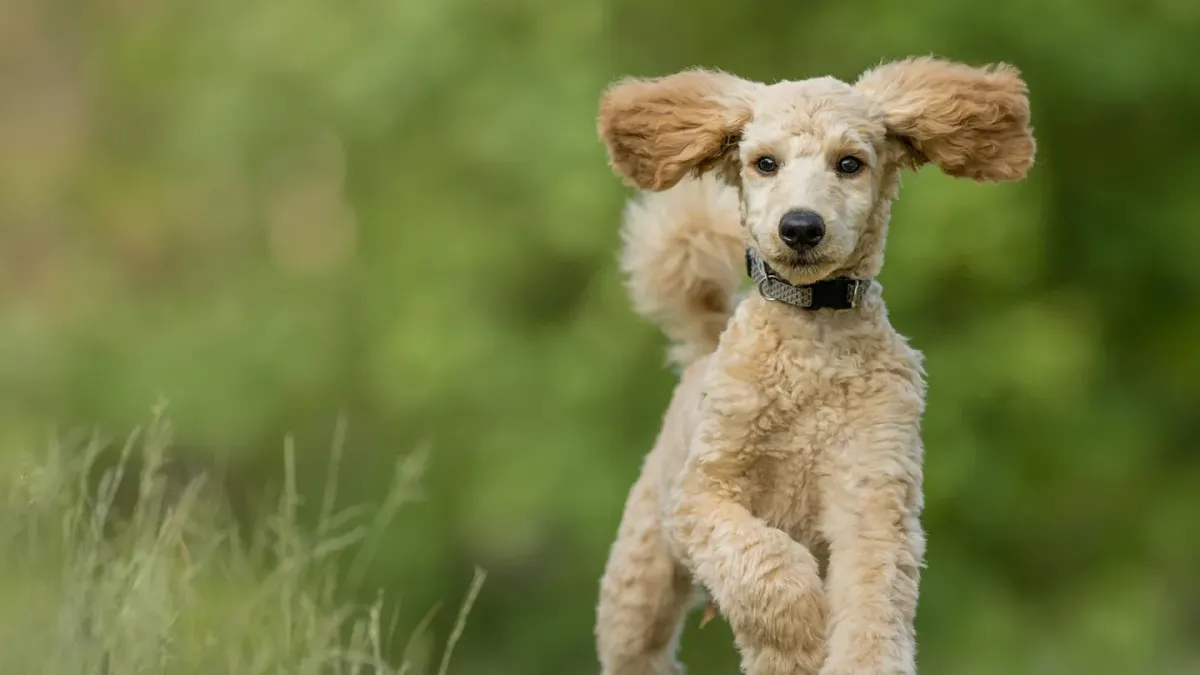 A dog sprinting across an open grass field while its owner watches from a distance