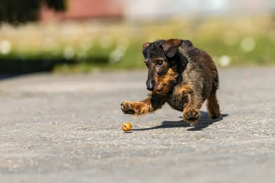 A dog sprinting across grass while chasing a thrown ball
