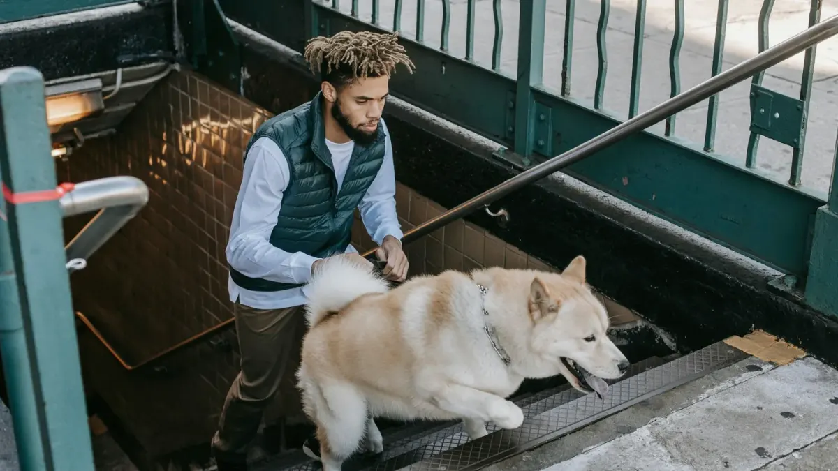 A dog standing at the base of a staircase, hesitant to climb