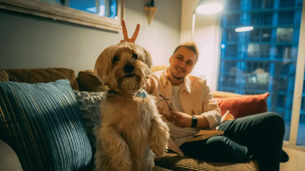 A dog standing on hind legs pawing at an owner's leg indoors