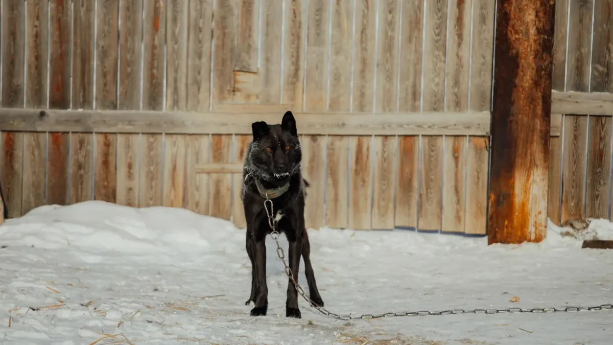 A dog standing stiffly at a fence line, watching the street