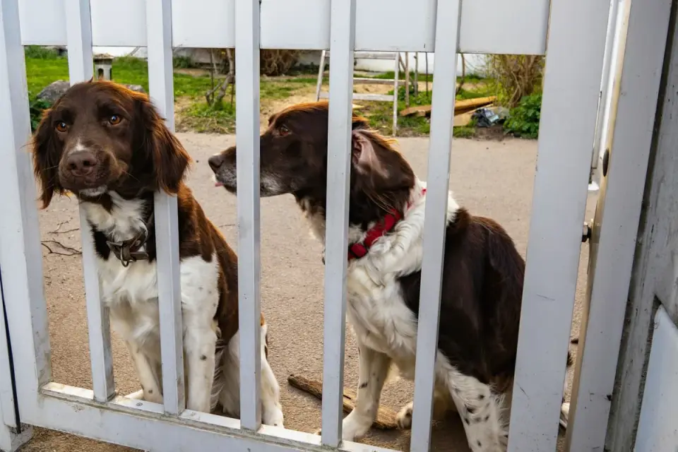 A dog standing stiffly at a fence line, watching the street