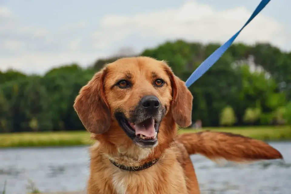 A dog standing stiffly on leash with a tense, alert posture