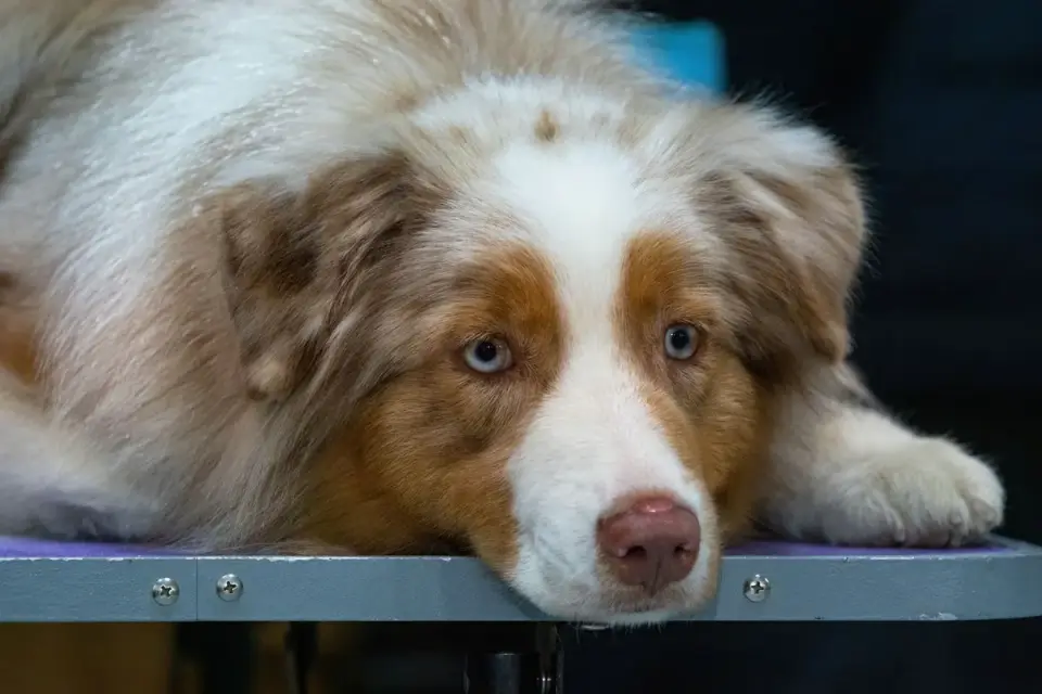 A dog standing tensely on a grooming table with ears back
