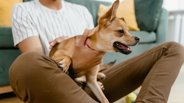 A dog standing with a lowered head, tucked tail, and stiff posture in a living room
