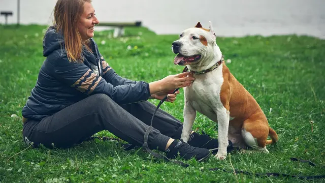 A dog stiffens over a chew toy while an owner sits back and gives space