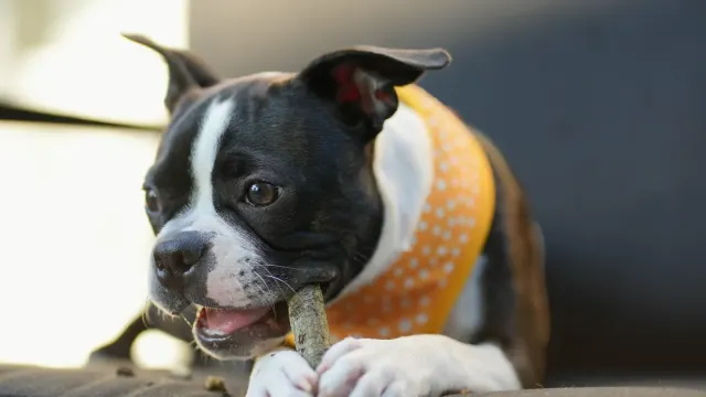 A dog taking a soft chew treat from its owner's hand in a home kitchen