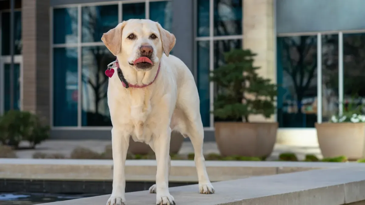 A dog turning its head away with a lip lick while on a leash walk