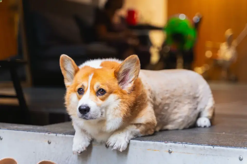 A dog walking on an indoor pet treadmill