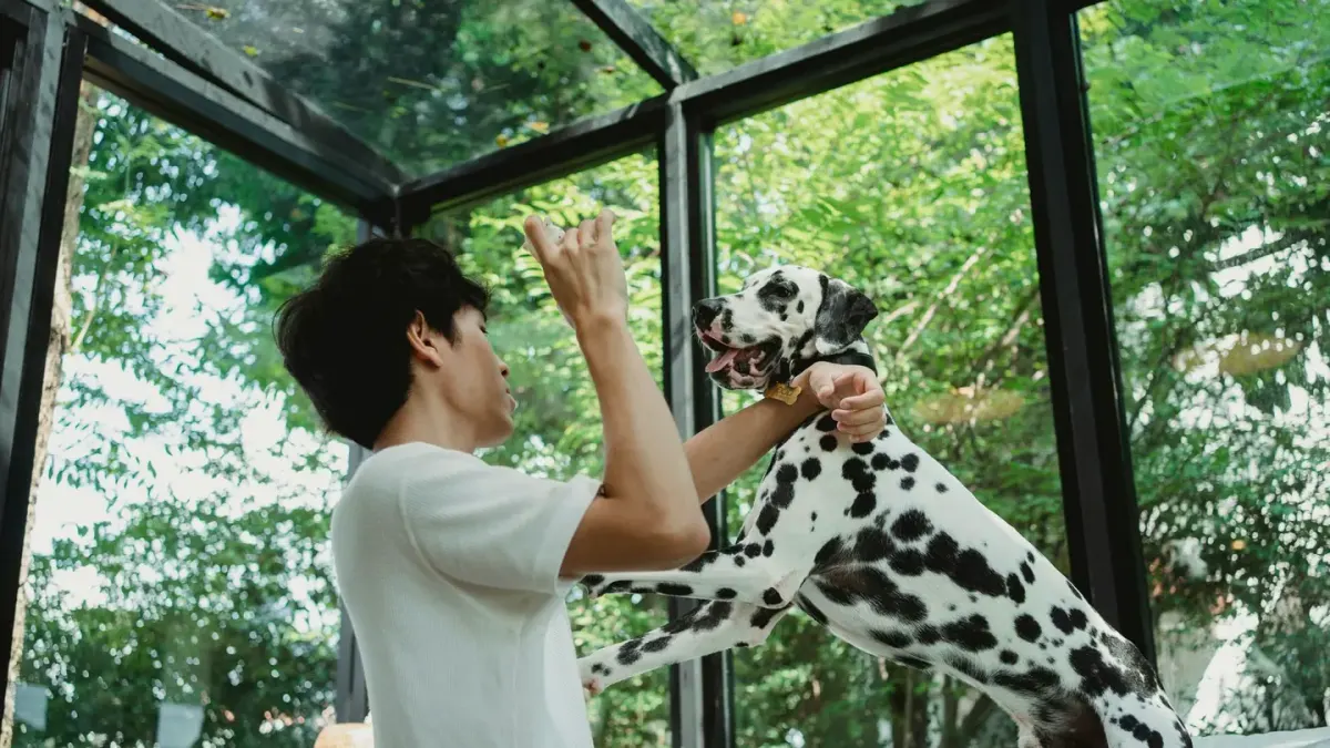 A dog with front paws on the couch back, barking through a living room window