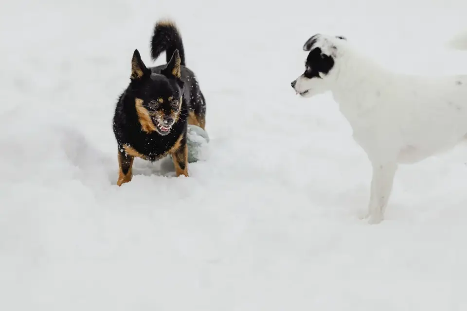 A dog with a stiff, low posture growling toward another dog