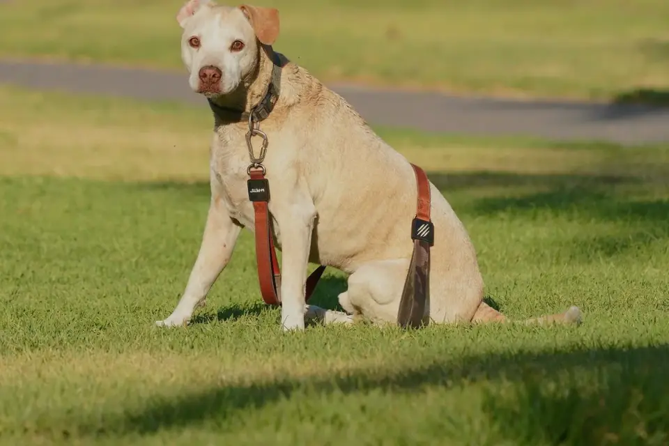 A folded stainless-rimmed collapsible dog bowl next to a leash and packed travel bag