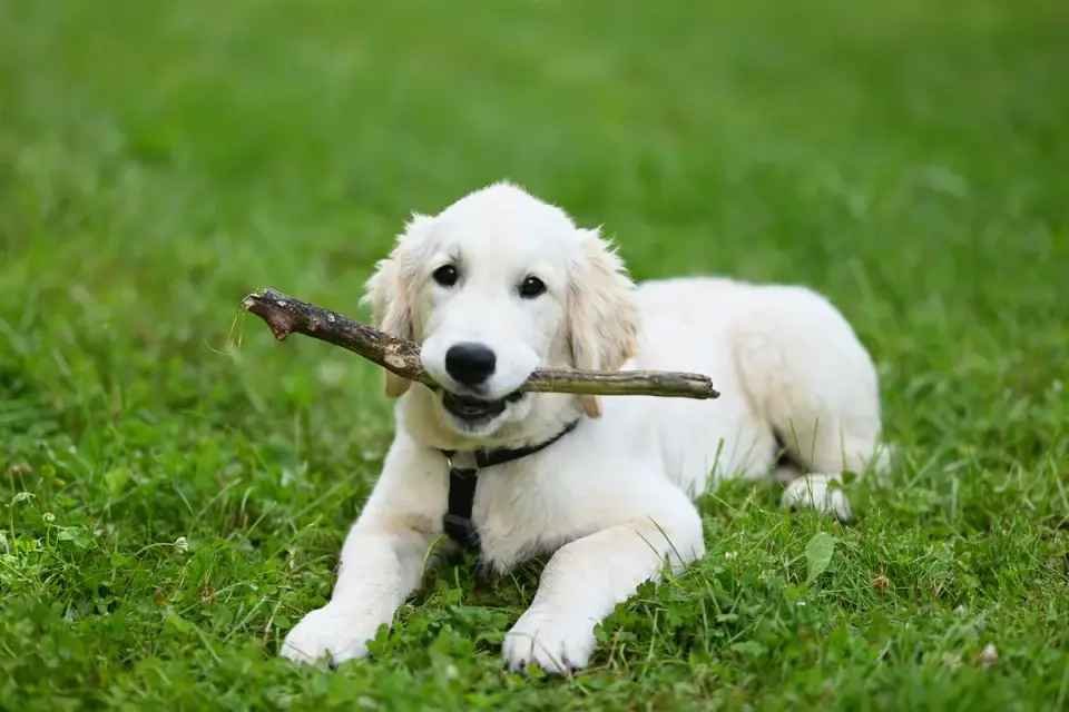 A golden retriever puppy taking a small piece of banana from an owner&#x27;s hand