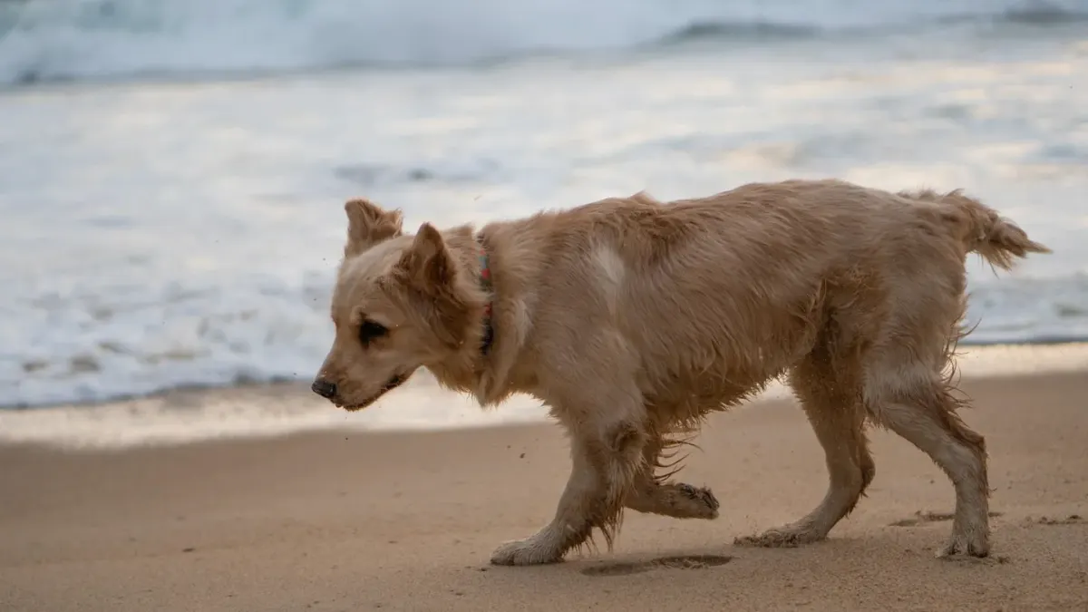 A golden retriever running along the shoreline next to its owner