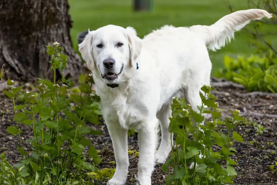 A golden retriever sniffing a blueberry bush along a garden path