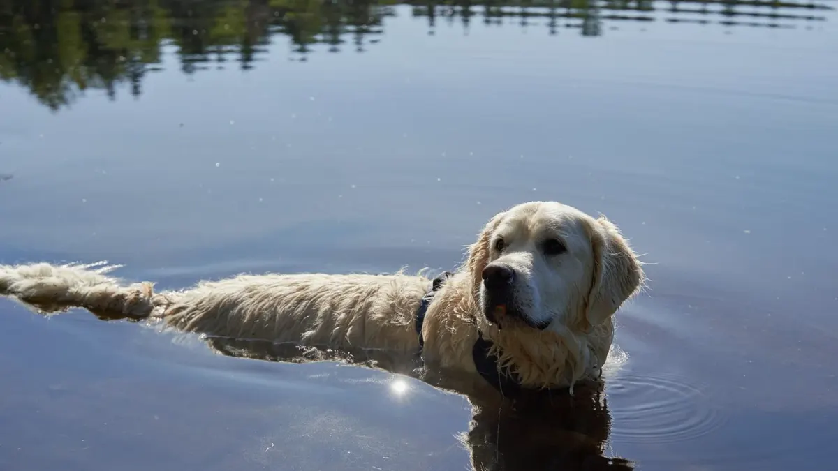 A golden retriever swimming through open water with its owner wading nearby