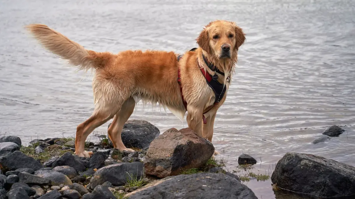 A gray-muzzled golden retriever paddling in calm water next to its owner