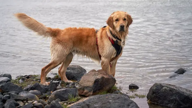 A gray-muzzled golden retriever paddling in calm water next to its owner