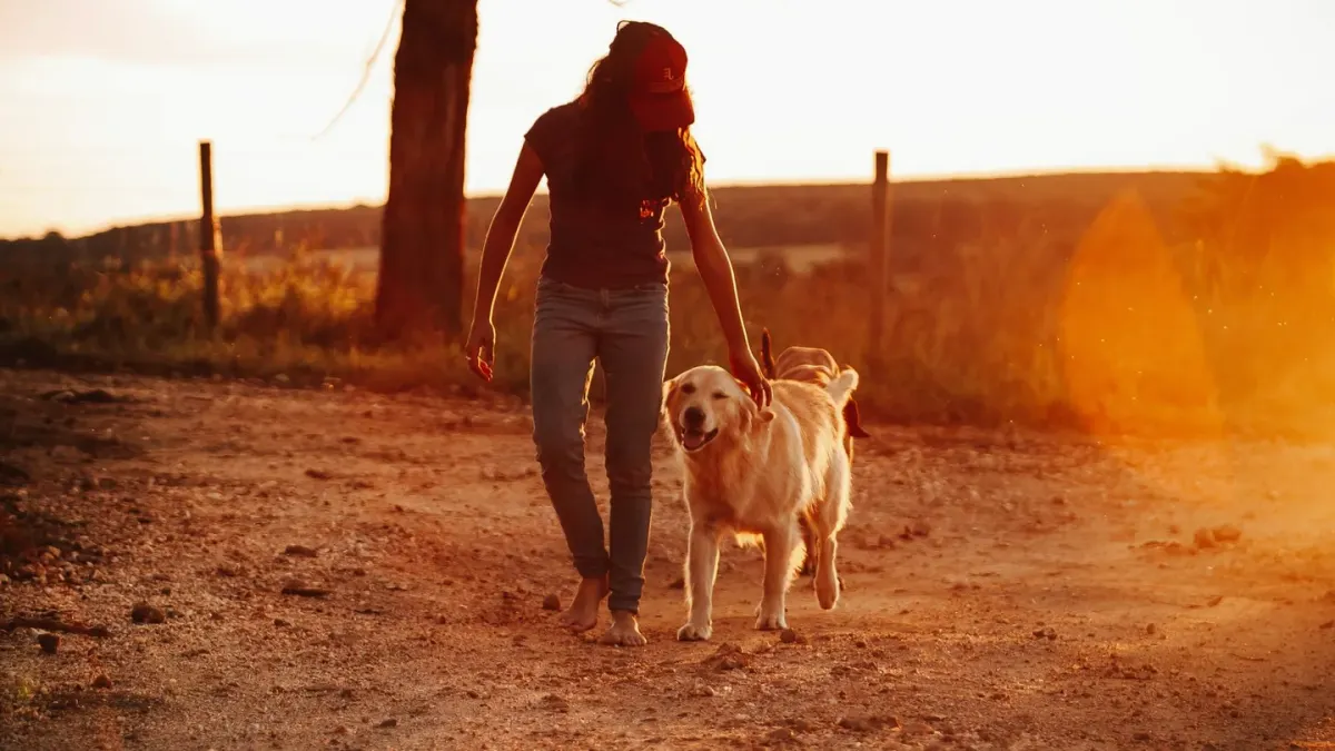 A gray-muzzled senior dog walking up a low ramp beside its owner