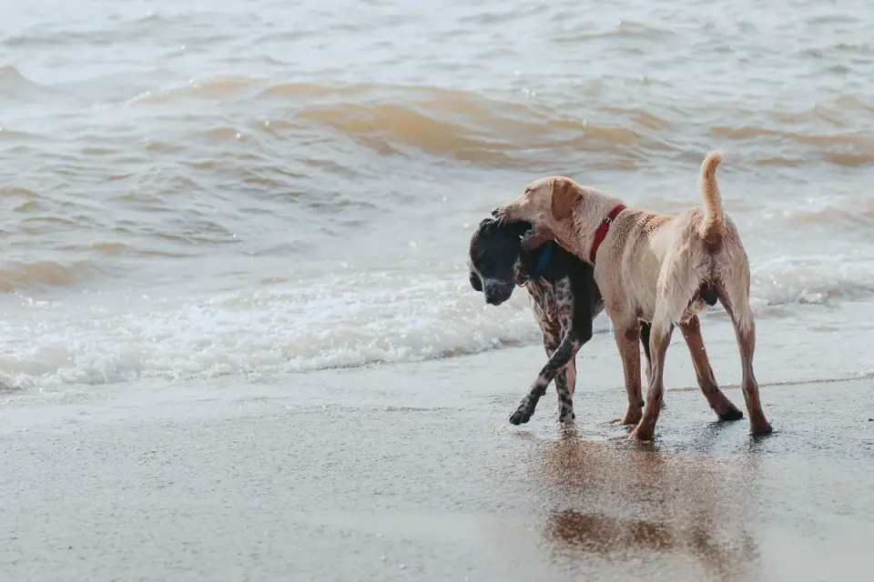 A group of dogs playing together at a supervised indoor dog daycare facility