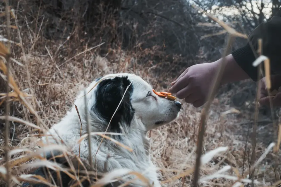 A hand holding a dog treat bag close to read the supplement facts label