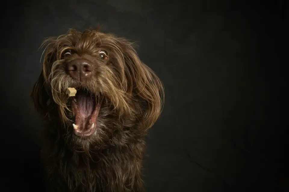 A handler rewarding her dog with a treat while keeping distance from a trigger