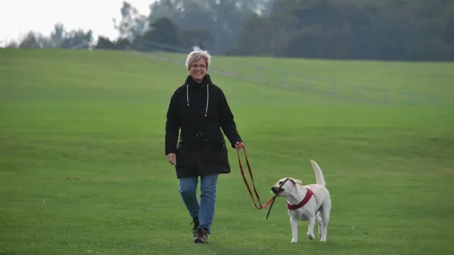 A heavyset Labrador retriever walking on a leash across a grassy park