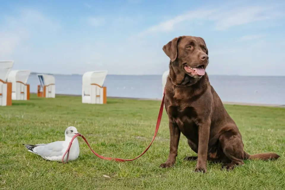 A heavyset Labrador retriever walking on a leash across a grassy park