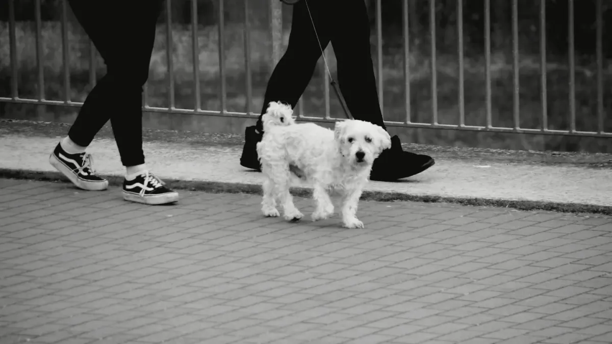 A leashed dog pressed low to the ground while another dog approaches on a sidewalk
