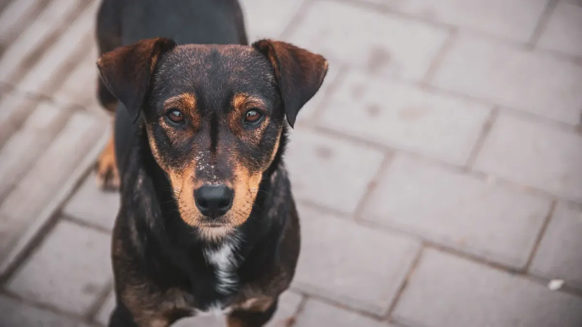 A leashed dog straining and barking as a stranger approaches on a sidewalk
