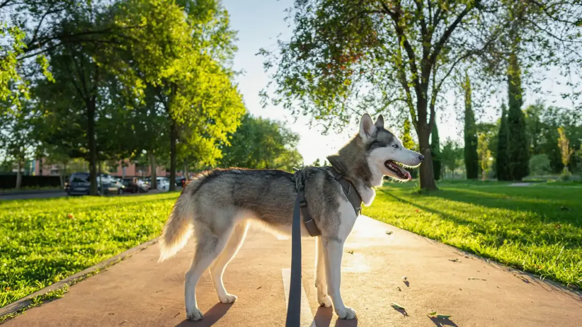 A leashed dog straining forward and barking at something out of frame