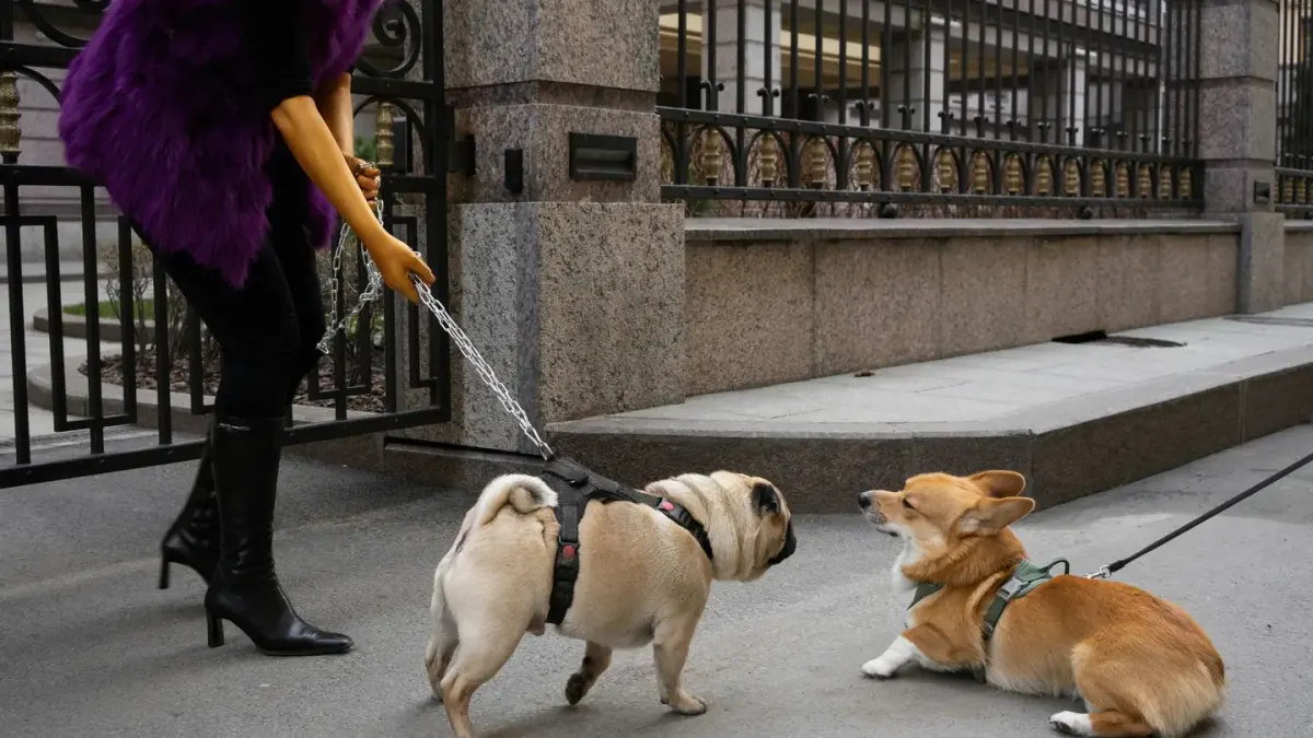 A leashed dog straining forward and barking while another dog passes on the sidewalk