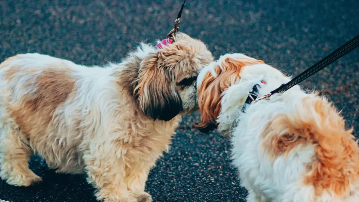 A leashed dog straining forward on a sidewalk while another dog passes at a distance